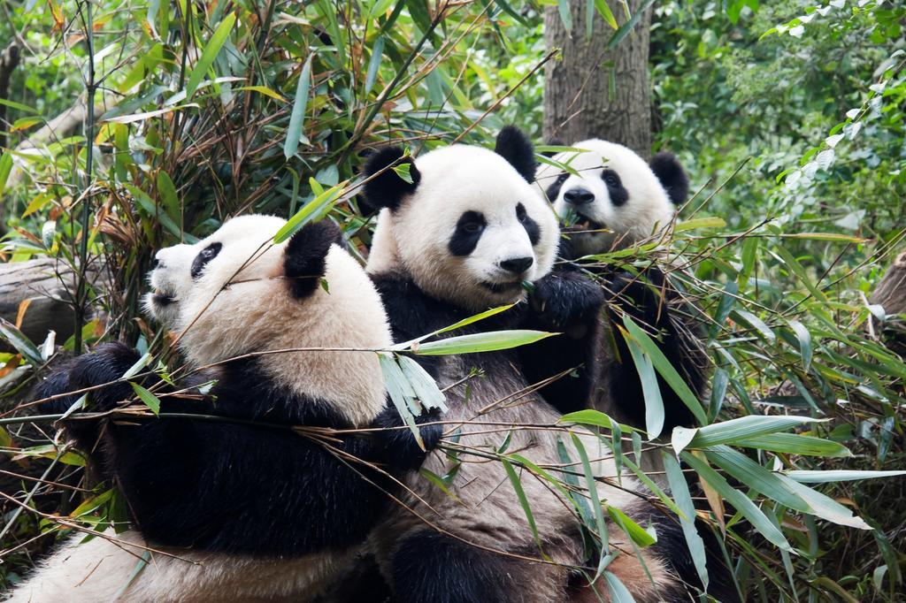 Rayfont Hotel Chengdu Longquanyi المظهر الخارجي الصورة